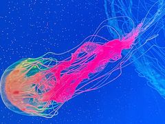 -海合安成都极地海洋公园