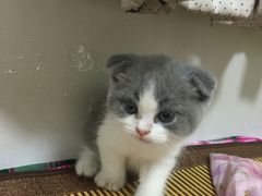 -瑞鹏宠物医院·爱宠堂·骨外专科(西荷分院)