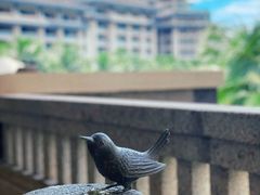 -海南清水湾莱佛士酒店