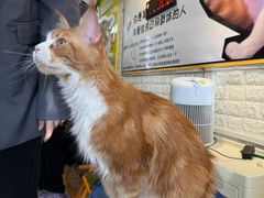 -平行世界·猫咖(首经贸店)