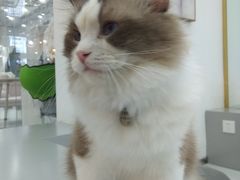 -糯米喵星人·撸猫猫舍咖啡馆(西市场嘉华店)