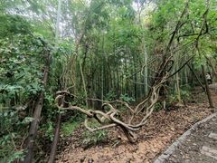 -皖西大裂谷