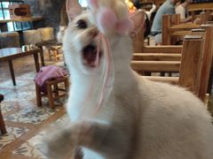 -猫猫幼稚园·撸猫·桌游·电玩