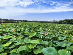 -荷塘月色湿地公园·向阳花洲