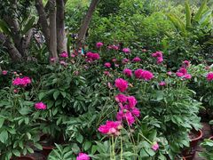 -广西壮族自治区药用植物园