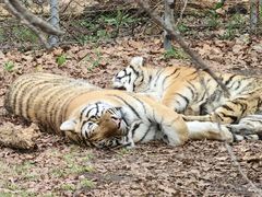 -哈尔滨北方森林动物园