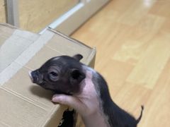 -猫色咖啡·猫咖