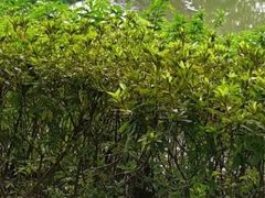 -东莞植物园