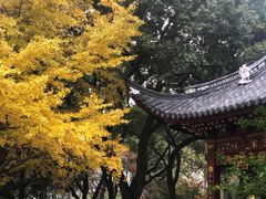 -秋霞圃