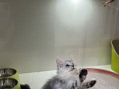 -青奢宠物·青奢猫舍