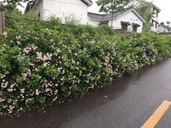 -石塘人家