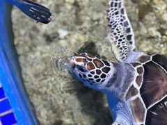 -顺德南宏海立方海洋公园
