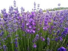 景点-渔岛海洋度假区