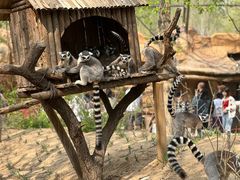 -北京野生动物园