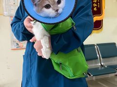 -米苏动物医院·犬猫专科·骨科外科内窥镜
