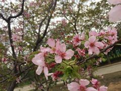 -天适樱花悠乐园
