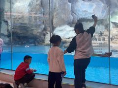 -帝企鹅自助餐厅•儿童岛•真企鹅(长隆企鹅酒店)