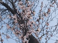 -桃花堤公园