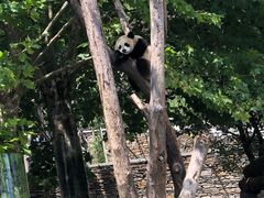 -卧龙中华大熊猫苑神树坪基地