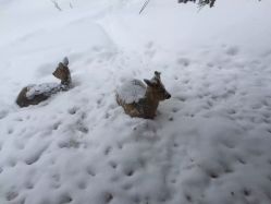 -大秃顶子山