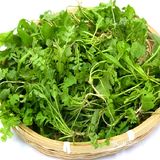 春天的时令野菜真鲜美，你最爱哪一款呢？