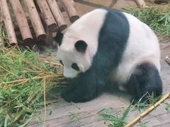 -深圳野生动物园
