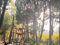 -嘉定紫藤园