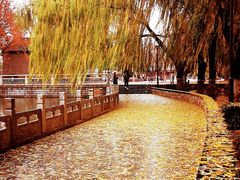 -莲花池公园