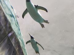 -珠海长隆海洋王国