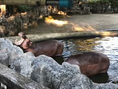 -清迈夜间动物园