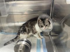 -四月宠物医院·猫专科·心脏专科·内科(转塘店)