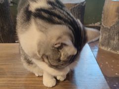 -猫猫幼稚园·撸猫·桌游·电玩
