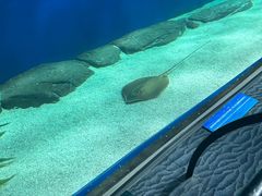 -上海海洋水族馆