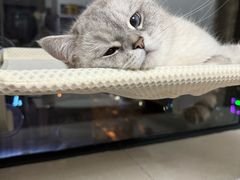 -谐和益家动物医院·免疫绝育·血液透析·宠保定点医院(高新伊藤分院)