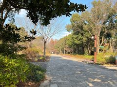 -上海滨江森林公园
