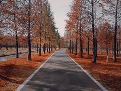 -黄海国家森林公园