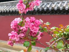 -台儿庄古城
