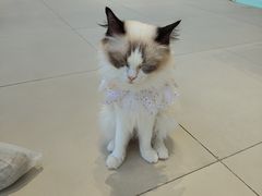 -怪兽屋·羊驼·猫咖·狗咖(俊华广场店)