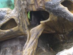 -泉州海丝野生动物世界