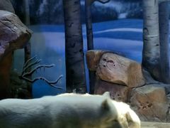 -芜湖新华联大白鲸海洋公园