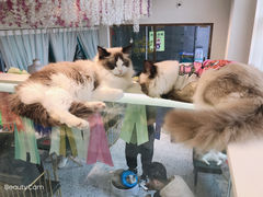 -喵喵咪呀布偶猫咖(春熙路店)