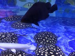 -中环花鸟鱼虫市场