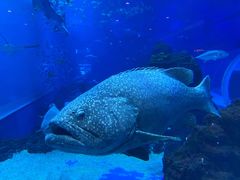 -成都浩海立方海洋公园