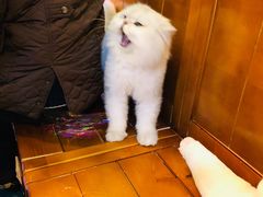 -李小姐の猫咖啡馆(五角场店)