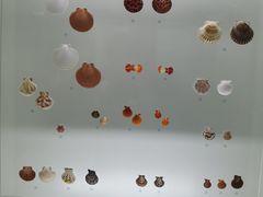 -青岛贝壳博物馆