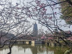 -红梅公园