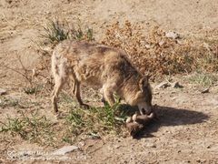 -新疆天山野生动物园