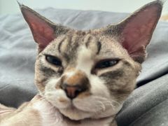 -瑞派动物医院·猫专科·至诚(江南中分院)