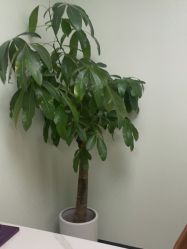 -联合丽格·张菡丽格医疗美容