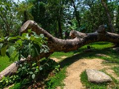 -瑞丽独树成林风景区